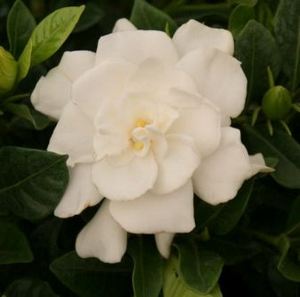 Gardenia